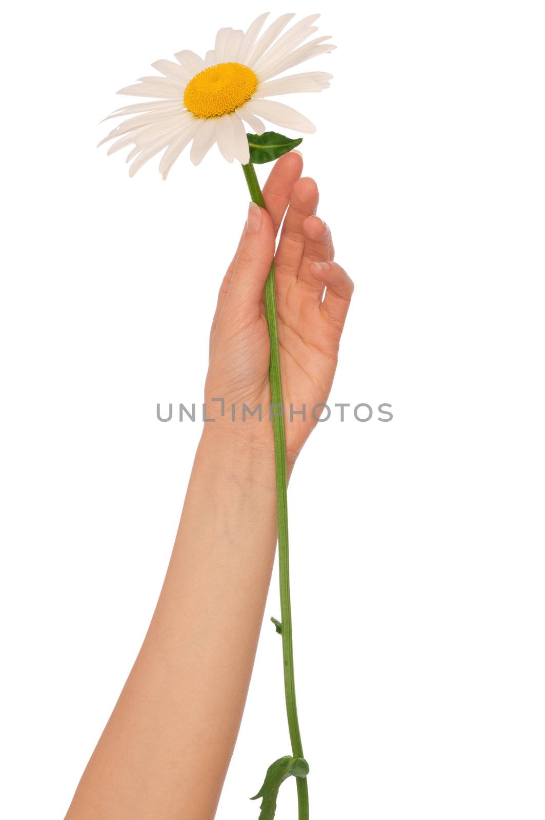 woman holding big white daisy in the hand