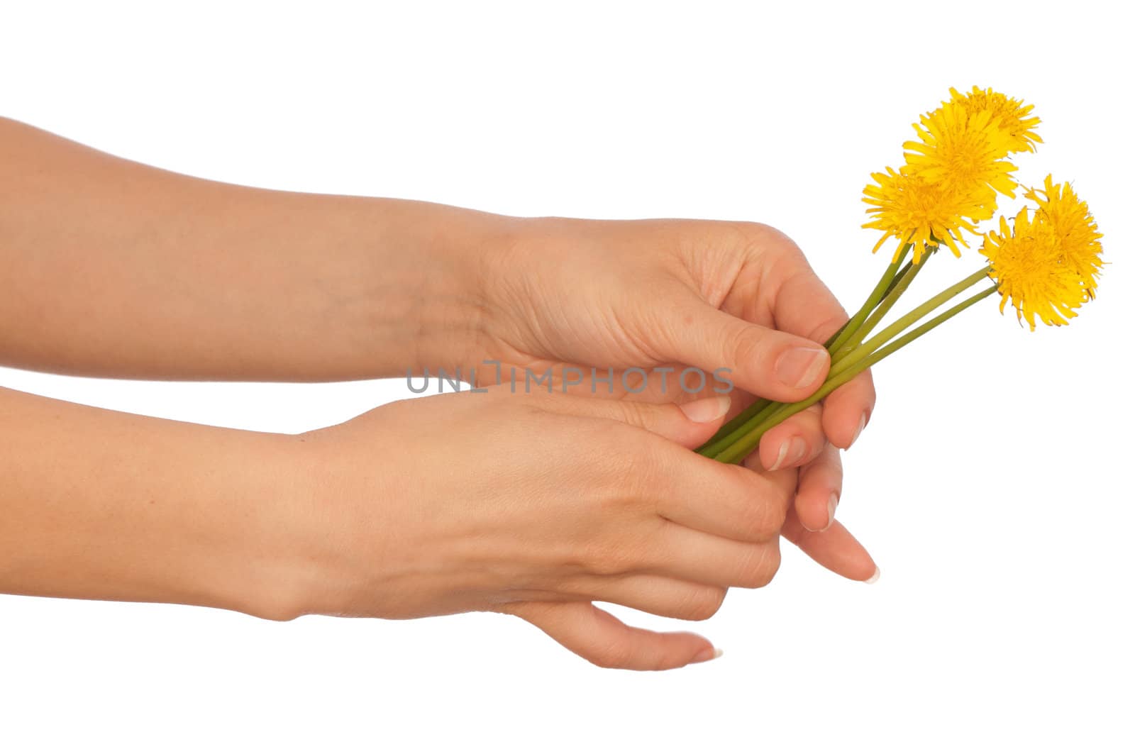 woman holding a few yellow dandelions in the hand