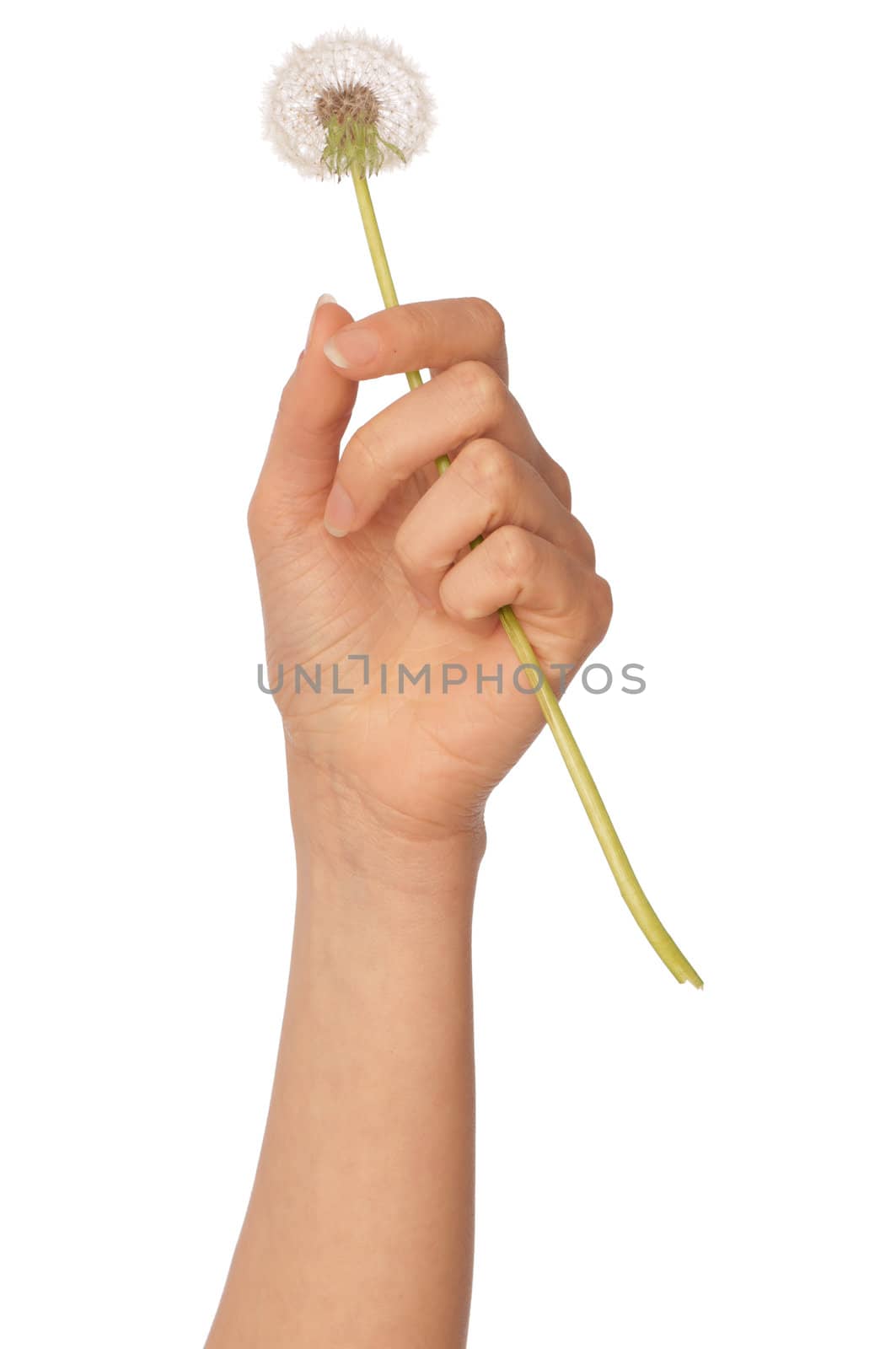 Woman holding a blowball in the hand