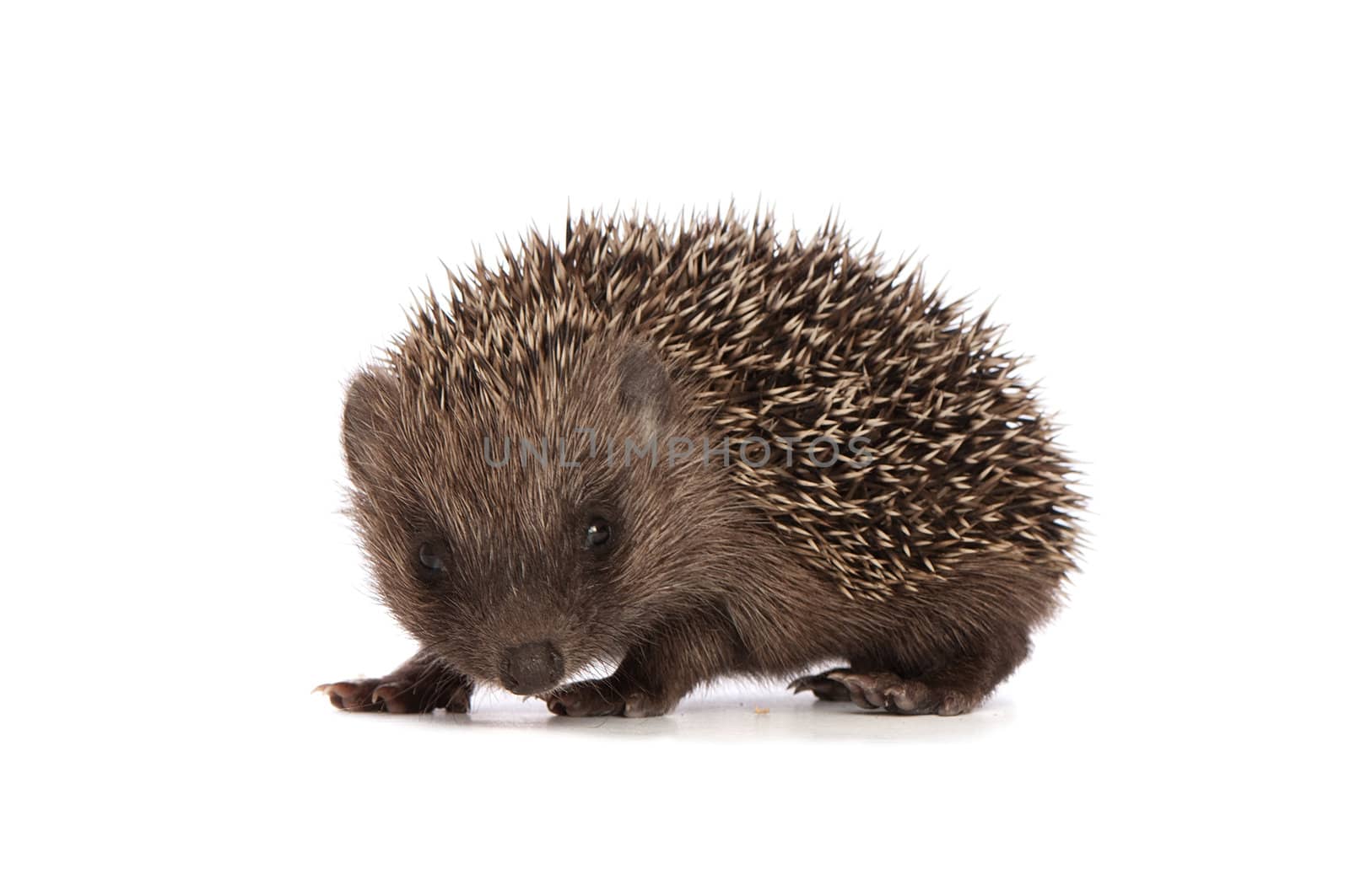 small grey prickly hedgehog looks at me