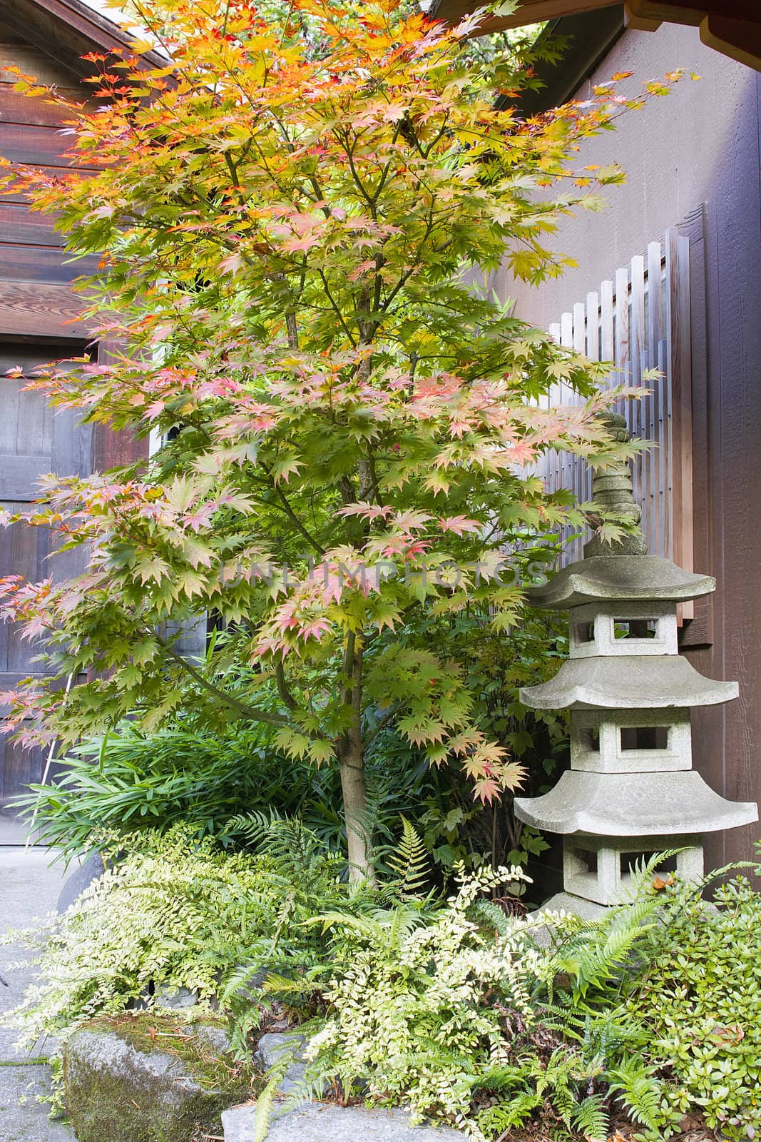 Japanese Maple Tree with Stone Pagoda Lantern by jpldesigns