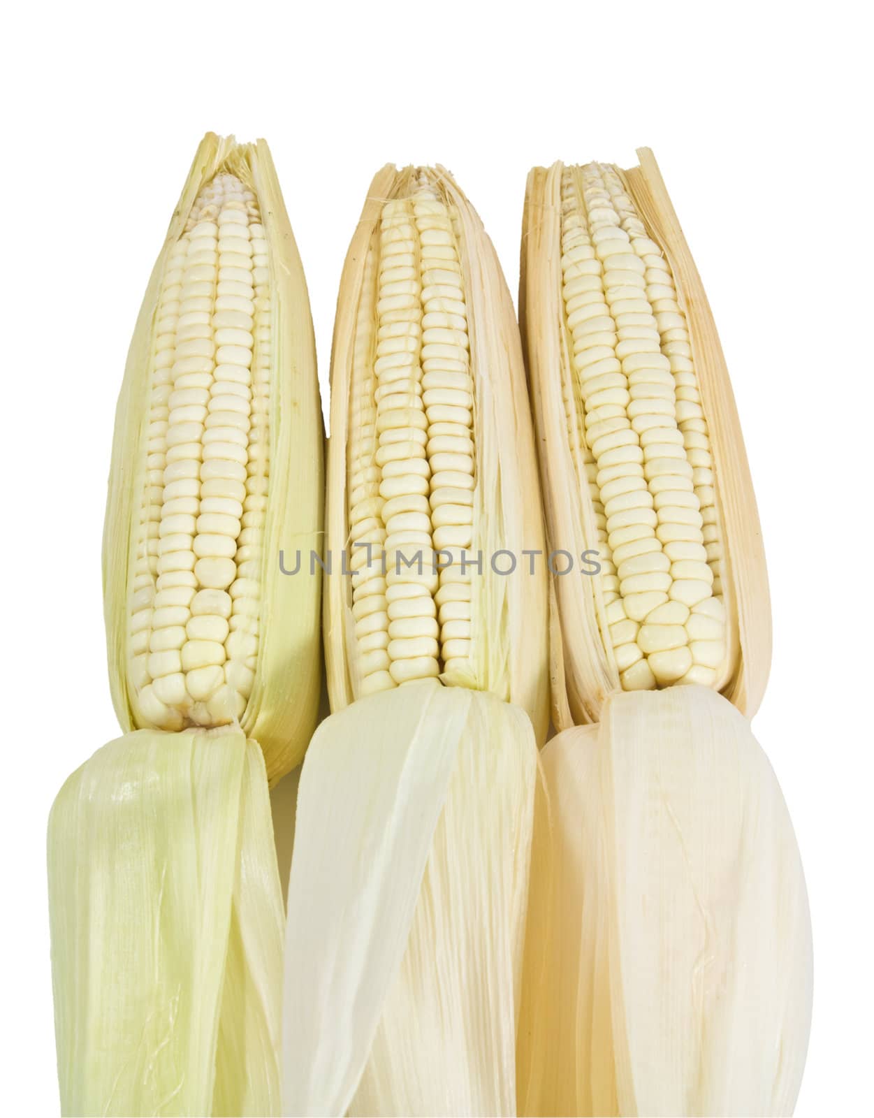 many corn isolated on white background