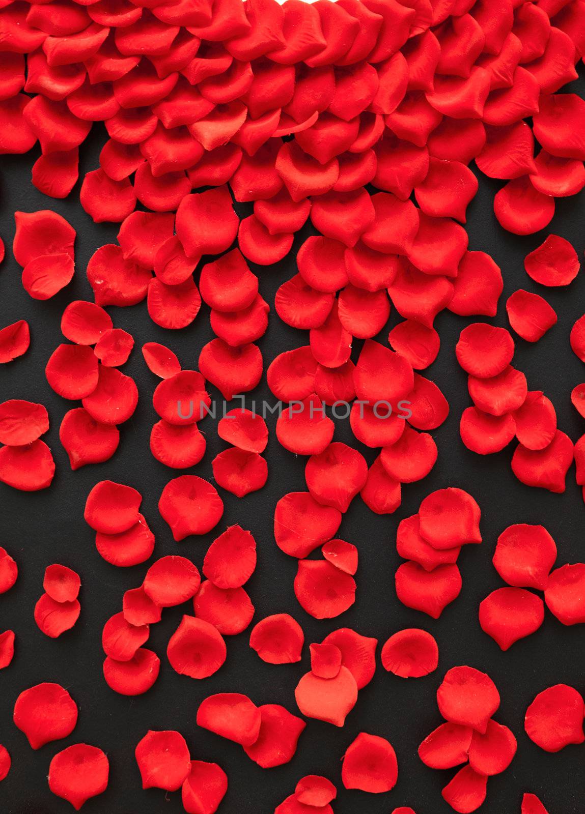 A few red rose petals isolated on black
