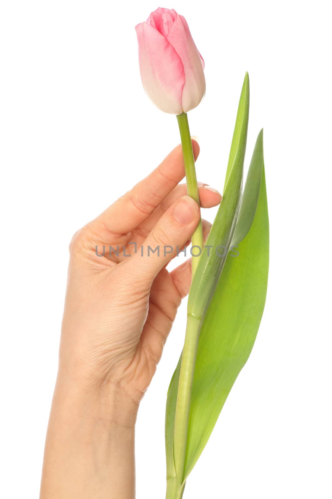 pink tulip in the hand as a symbol of spring