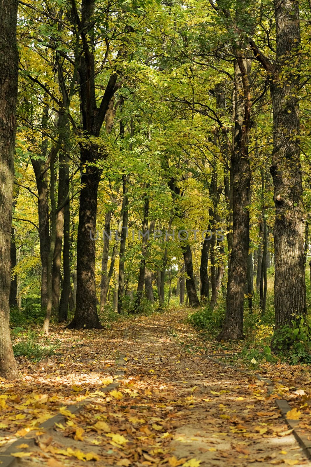 Autumn yellow leaves on a path in city park