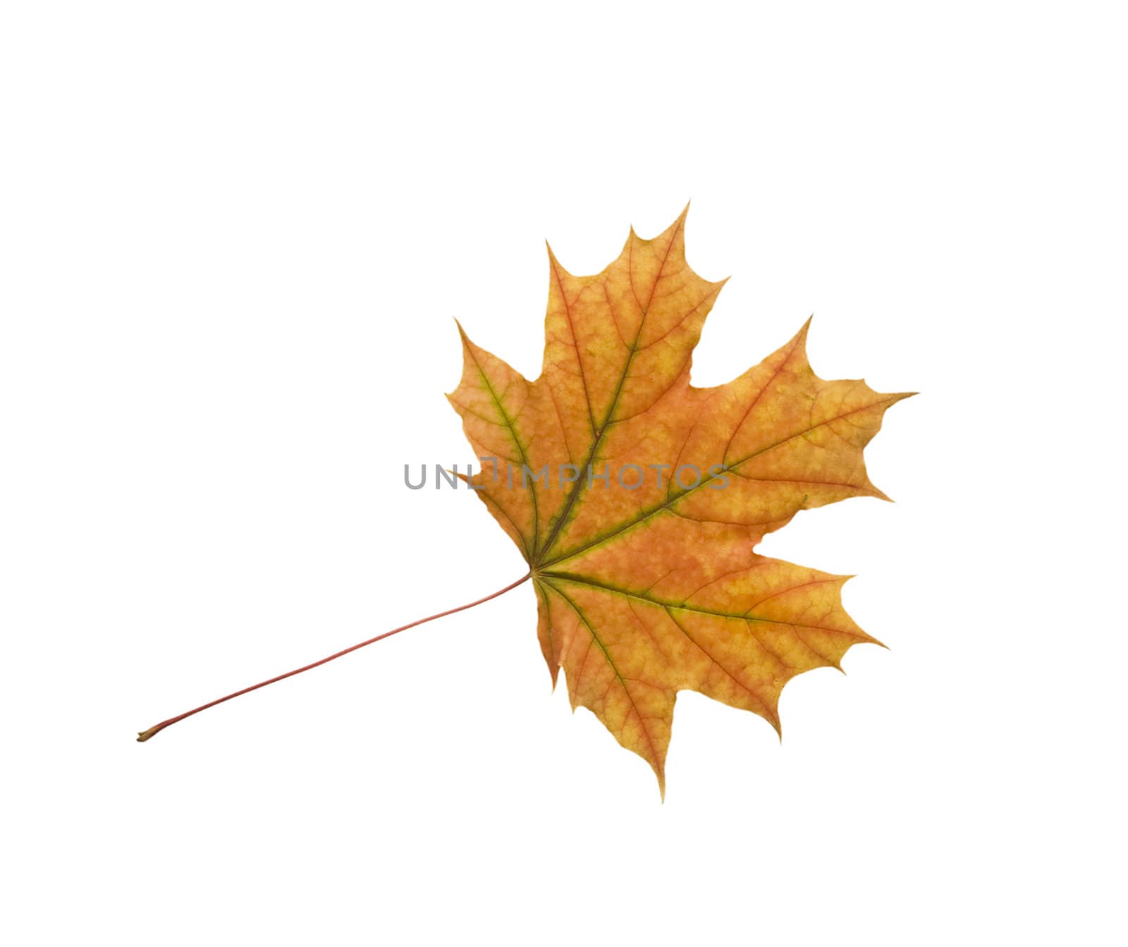 Autumn dry maple leaf on a white background