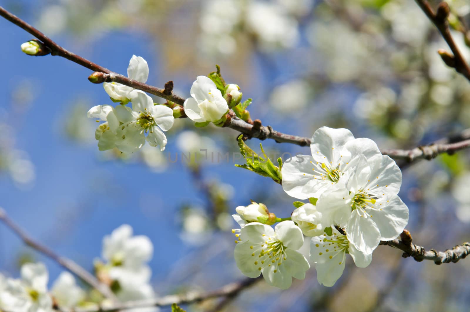 White apple tree buds and blooms in spring beauty closeup macro backdrop background.