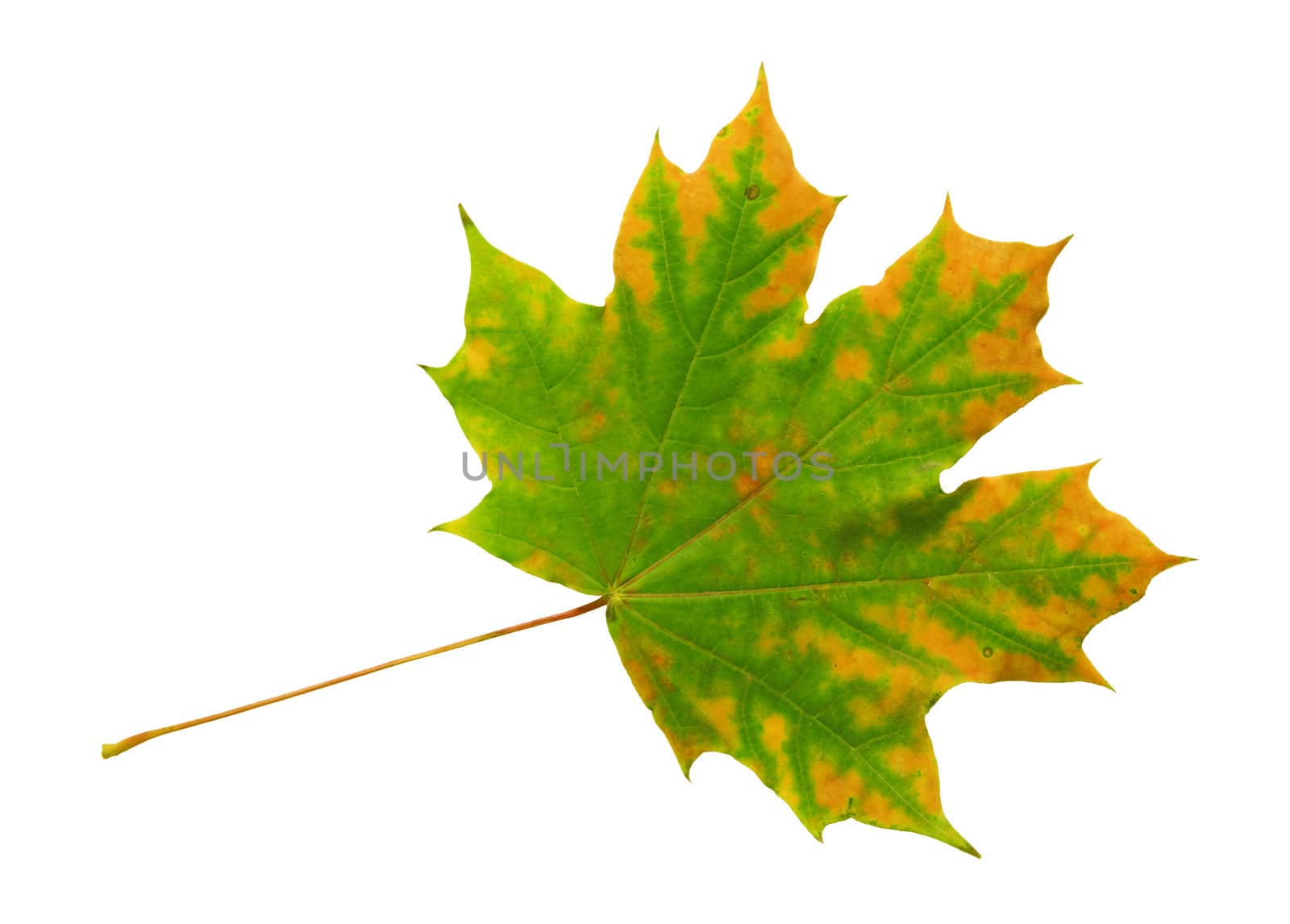 Autumn dry maple leaf on a white background