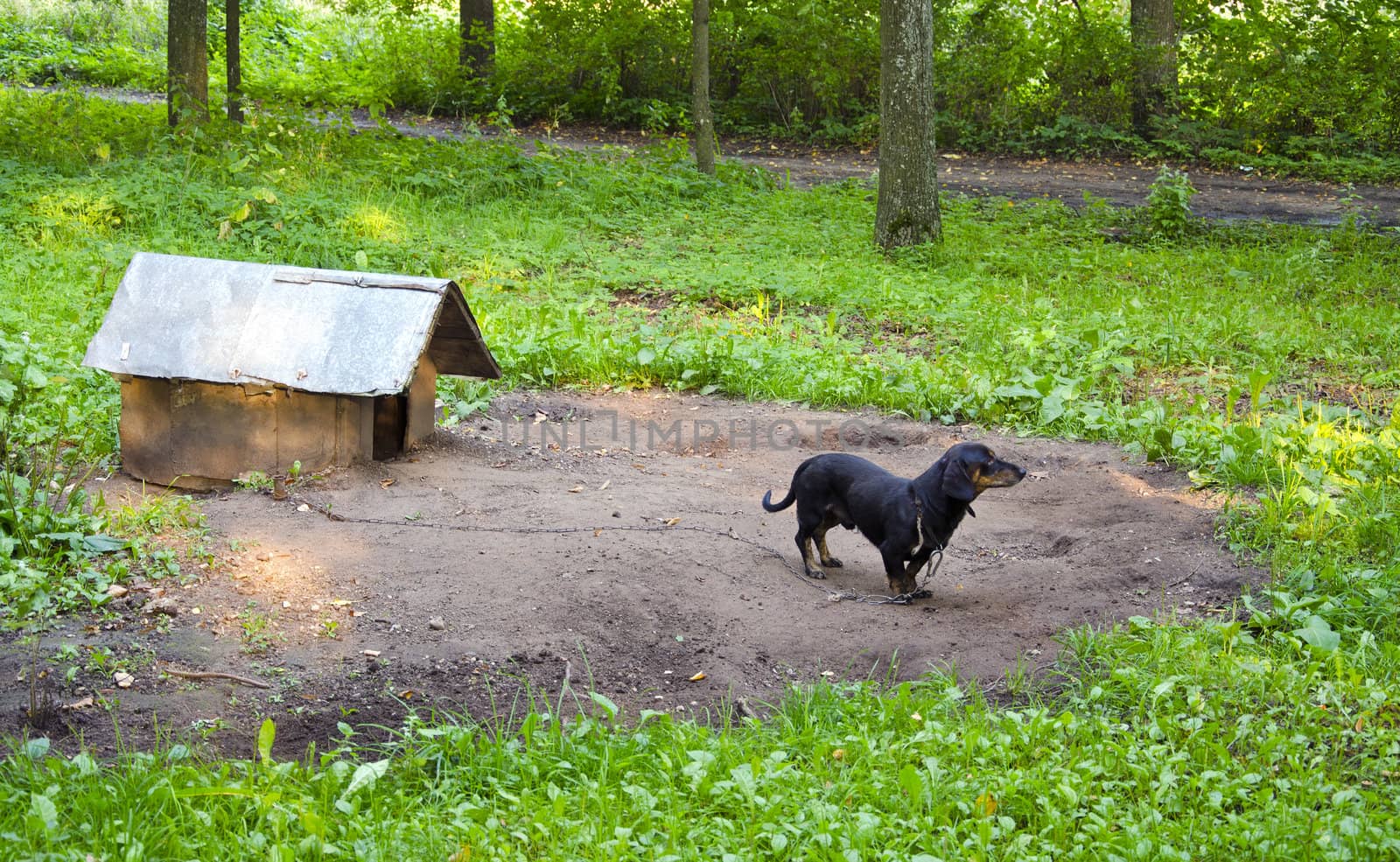 Dog pet dachshund sausage-dog chained dog house by sauletas