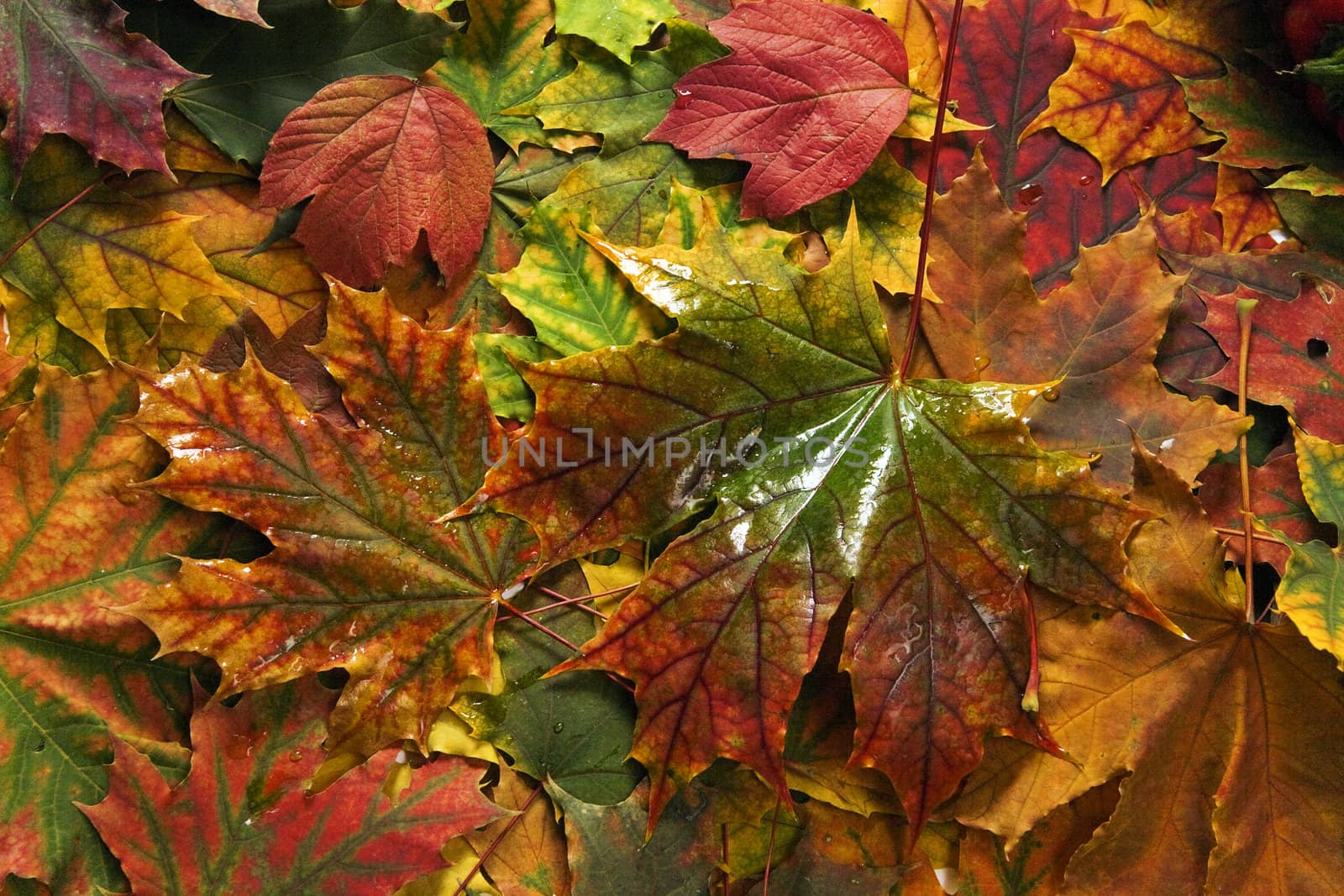 Beautiful red and yellow leaves as an autumn background
