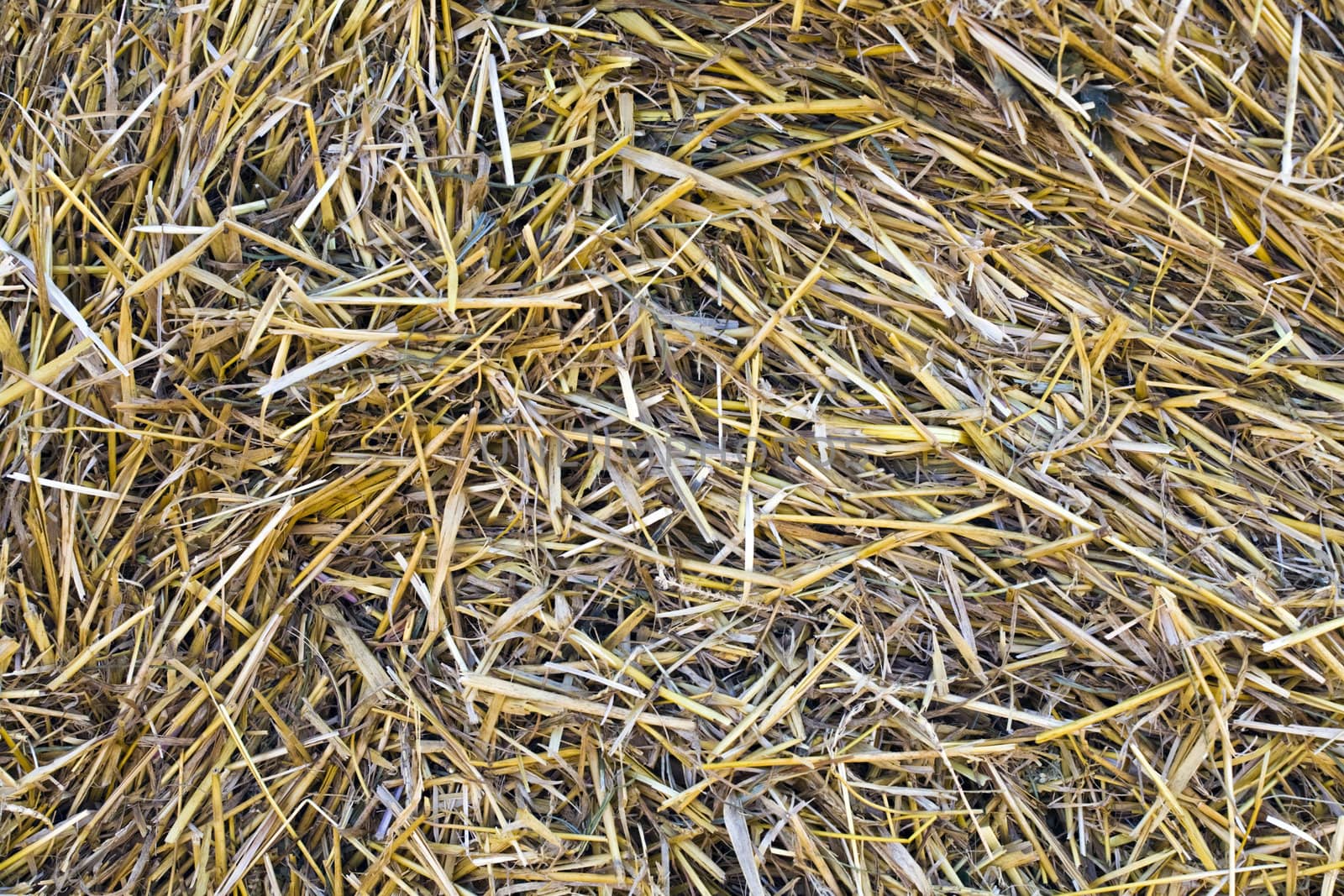 Dry straw as a natural background