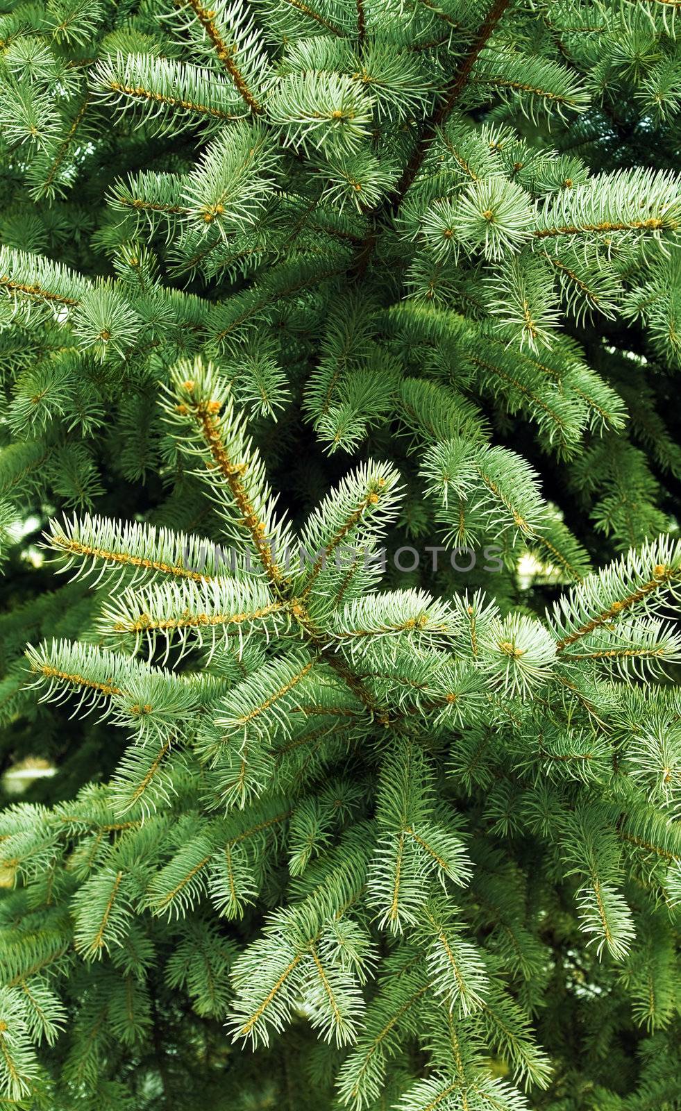 prickly needles of a coniferous tree as a natural background