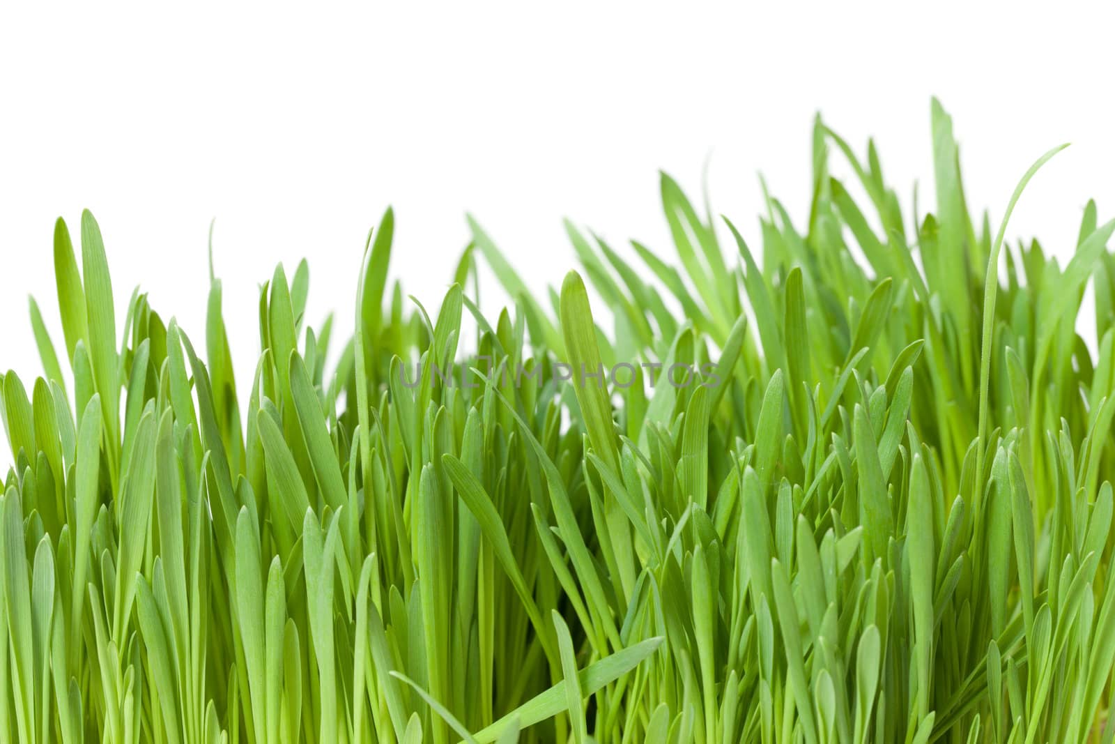 fresh spring green grass by Discovod