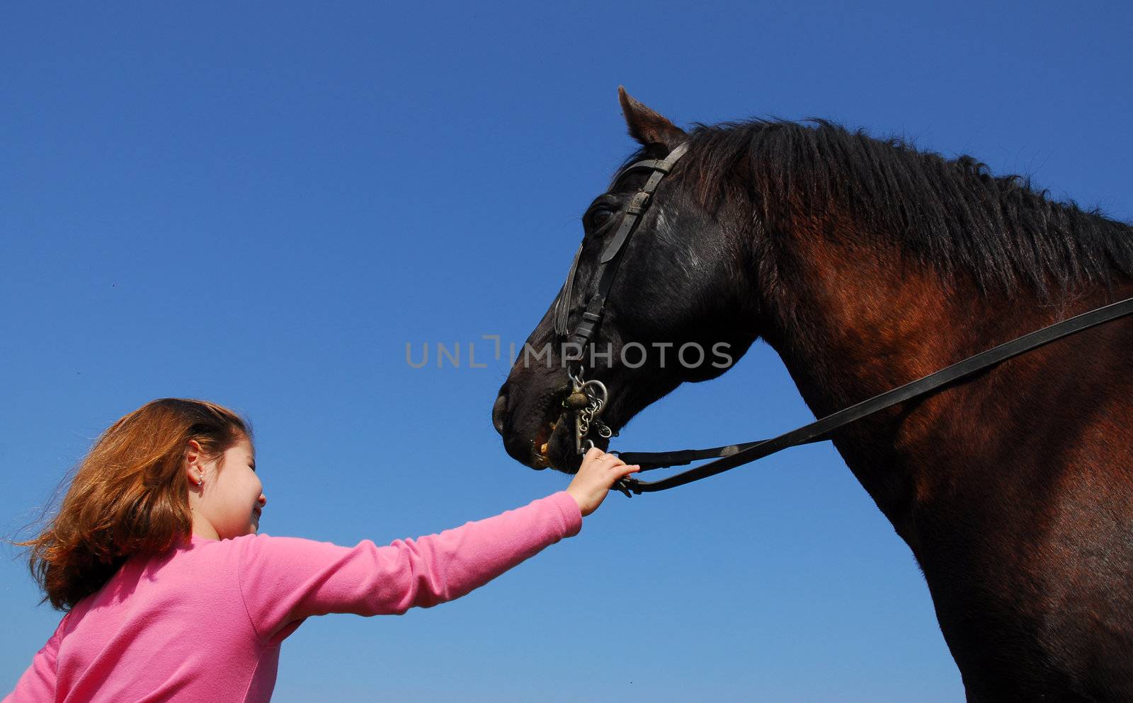 young girl and her best friend black stallion