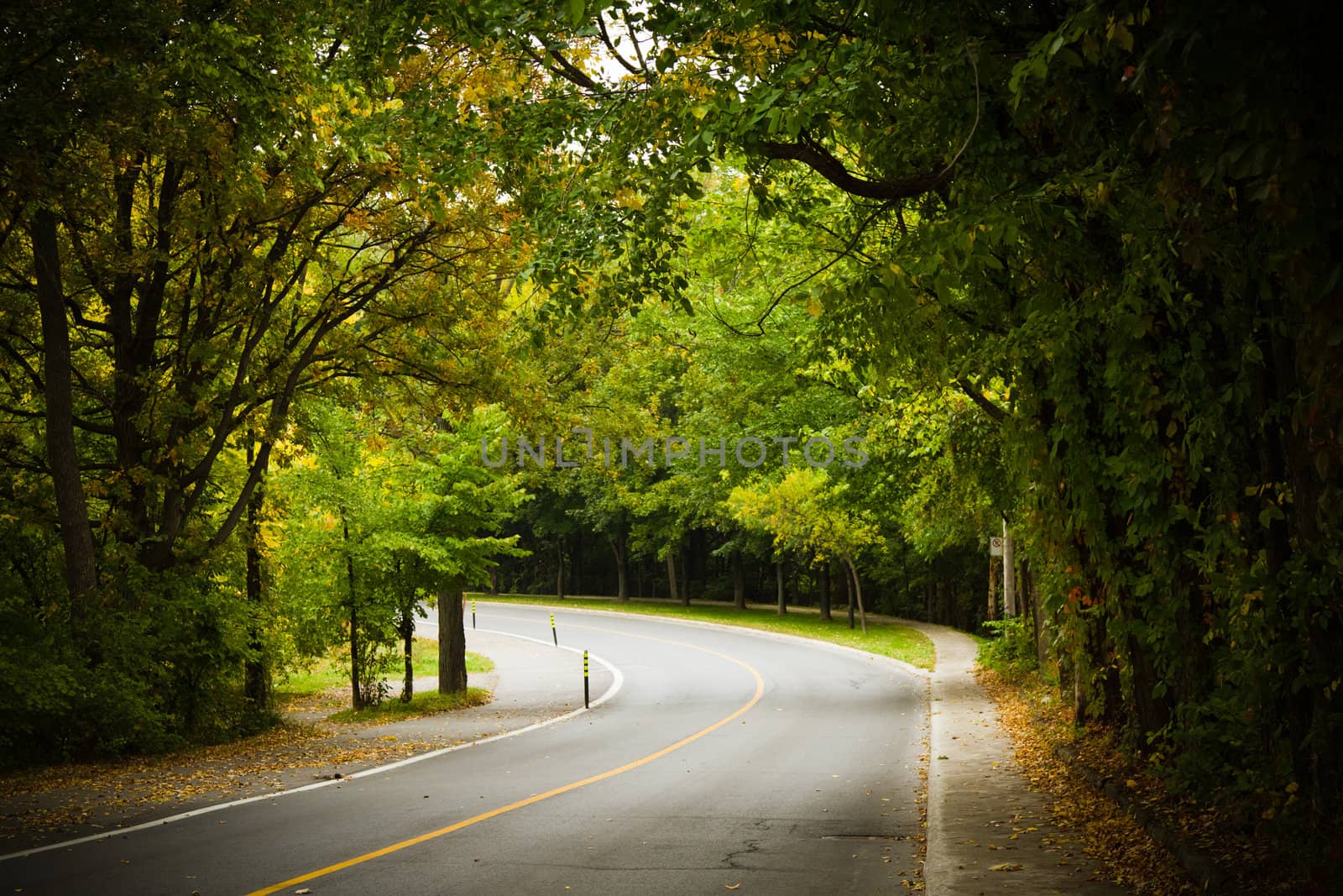 Asphalt winding curve road in a beech forest