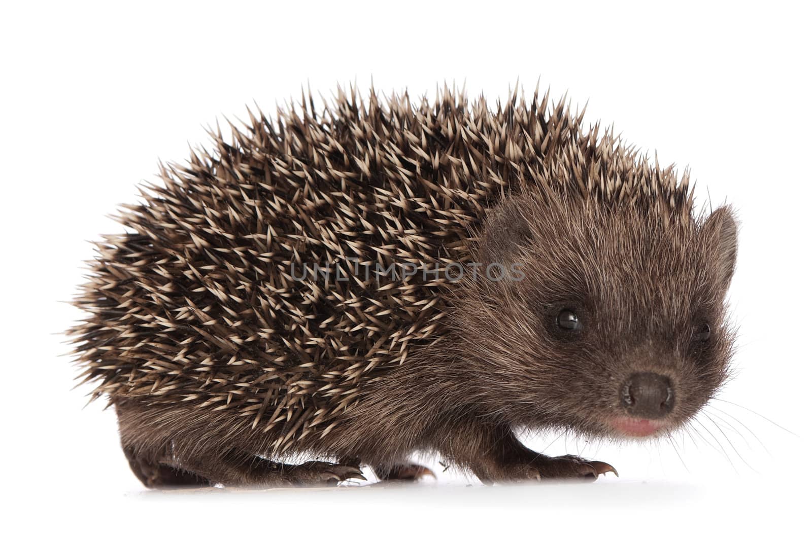 small grey prickly hedgehog looks at me