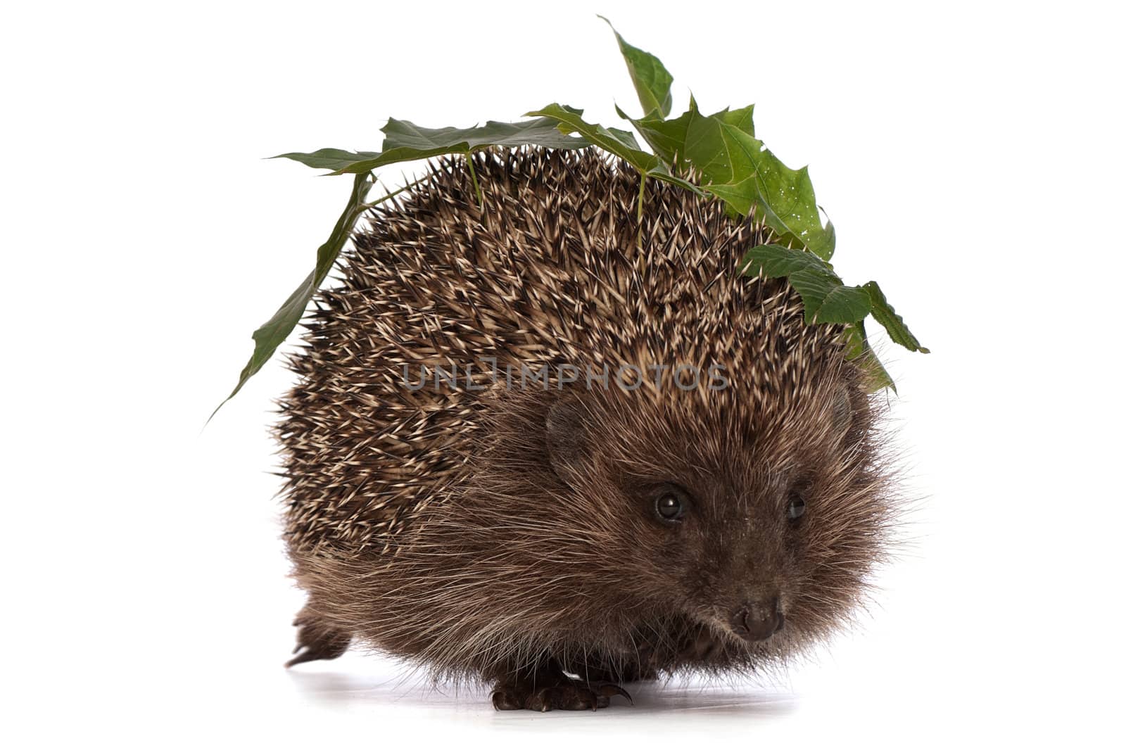 The hedgehog with green leafs in motion hastens to home