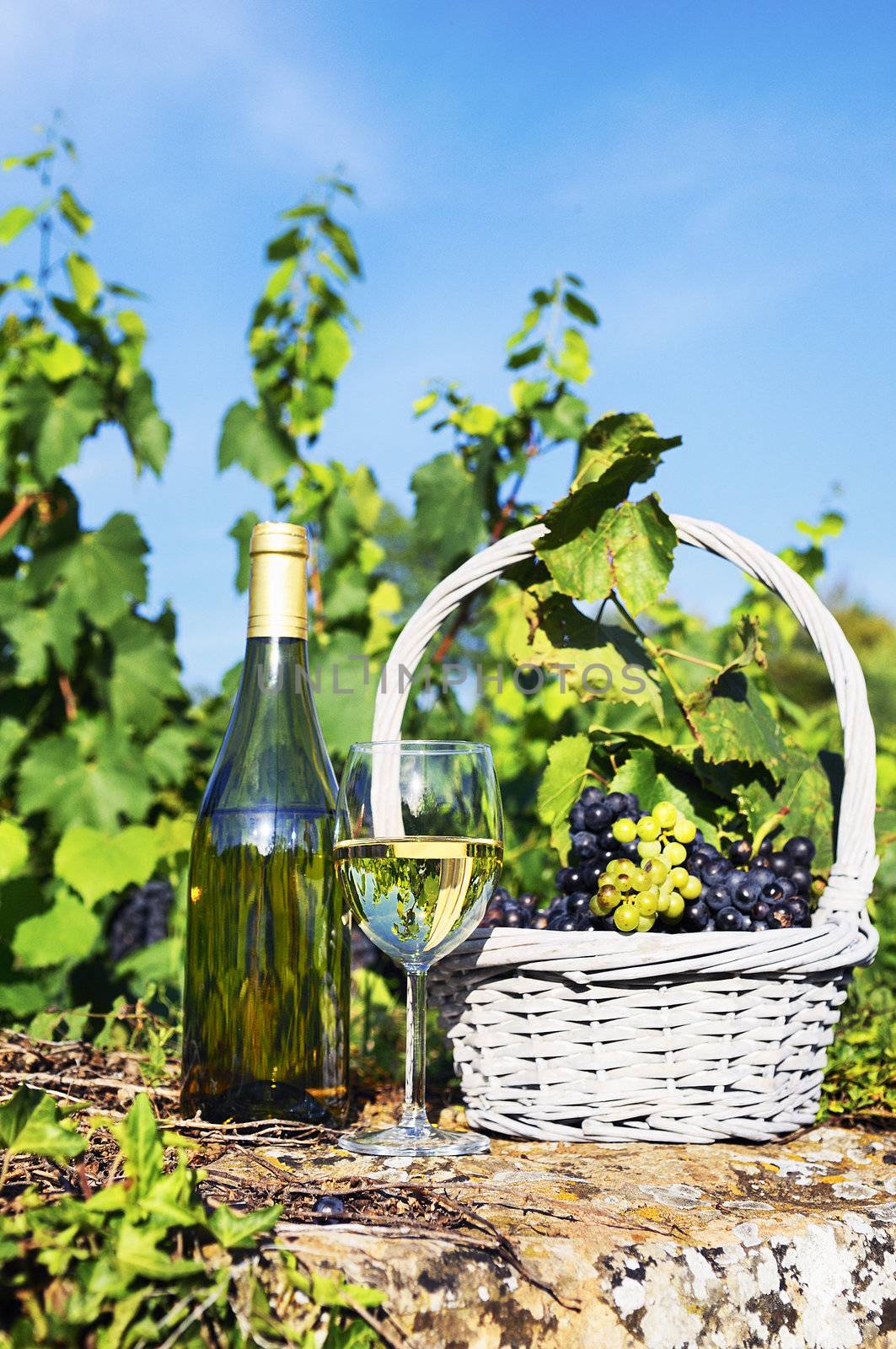 glass and bottle of wine and grappes in basket