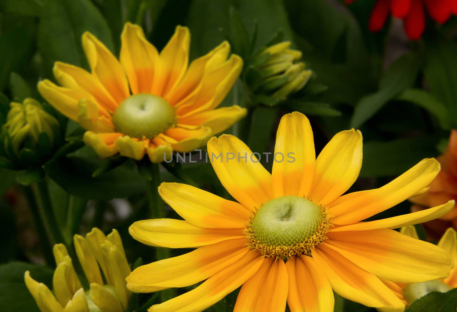 Yellow Flowers at the Minnesota Landscape Arboretum