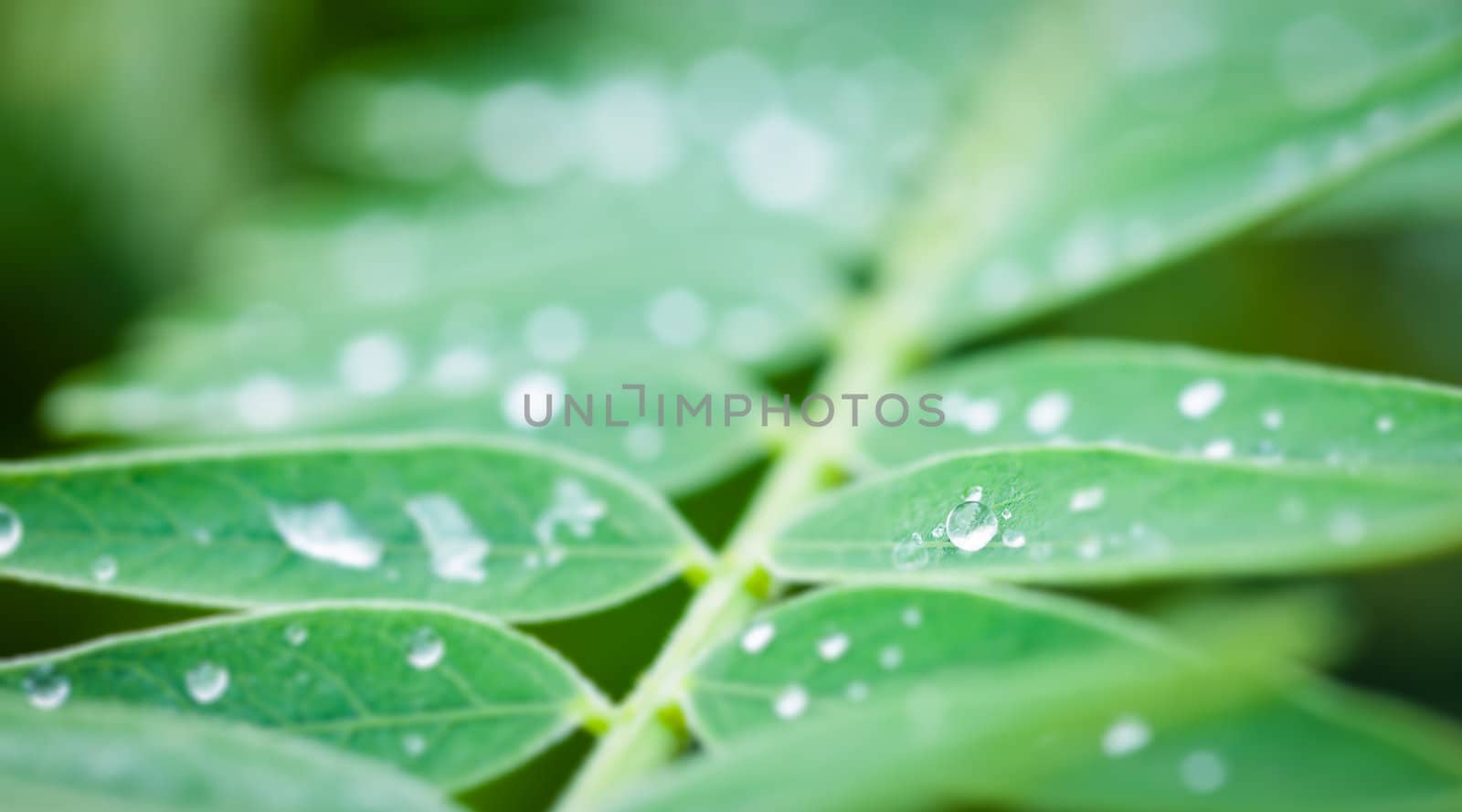 Close up drop of water on leaf with bokeh