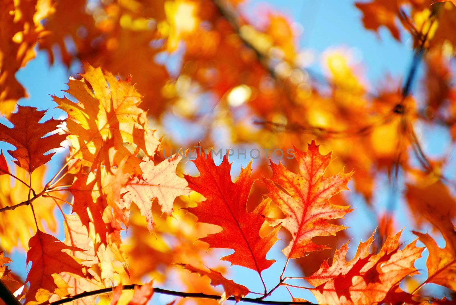 autumn leaves background in sunny day