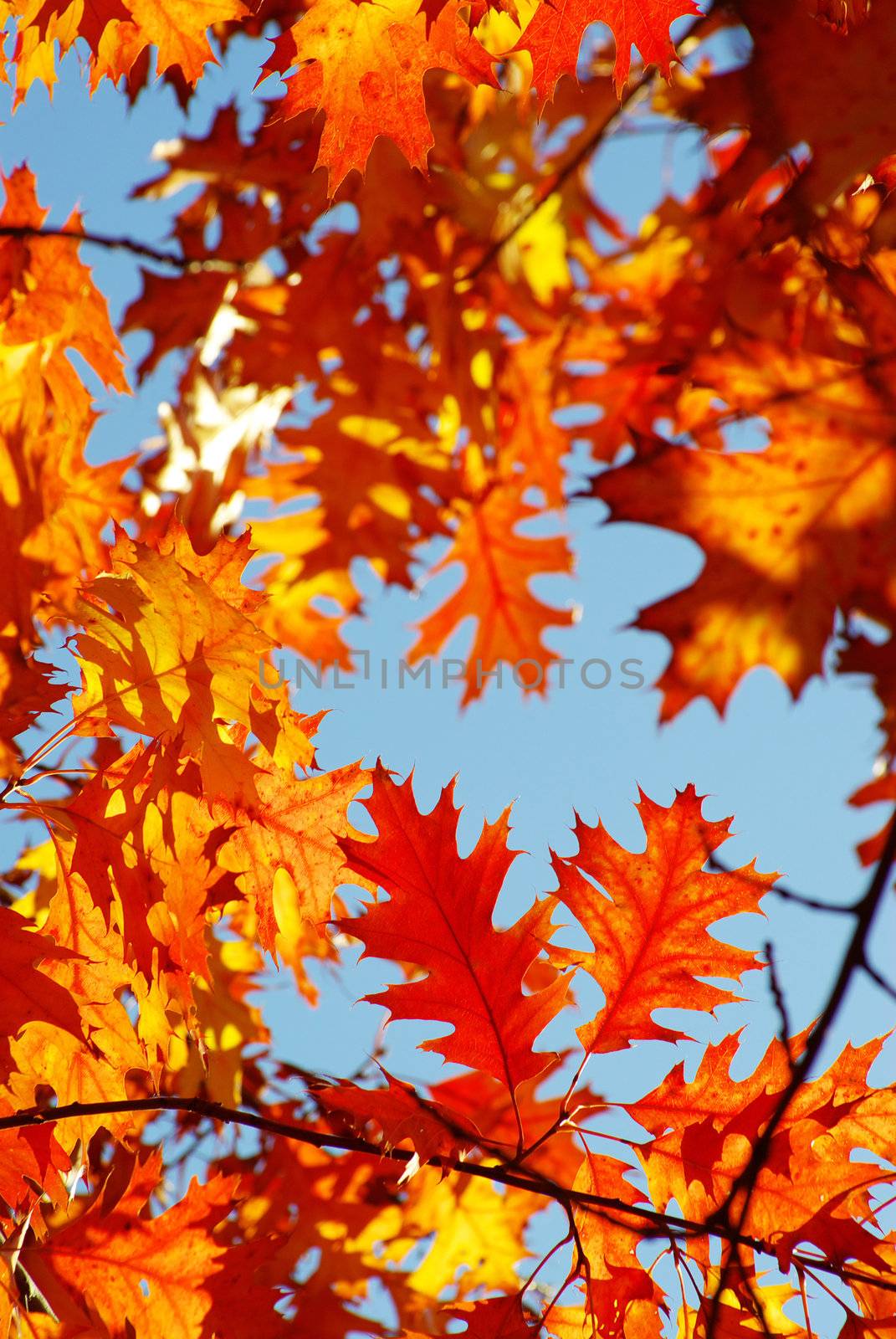 autumn leaves background in sunny day