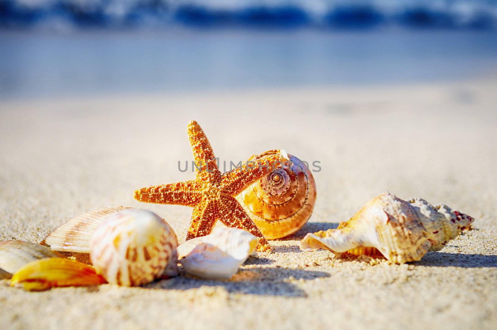 sea shells with sand as background