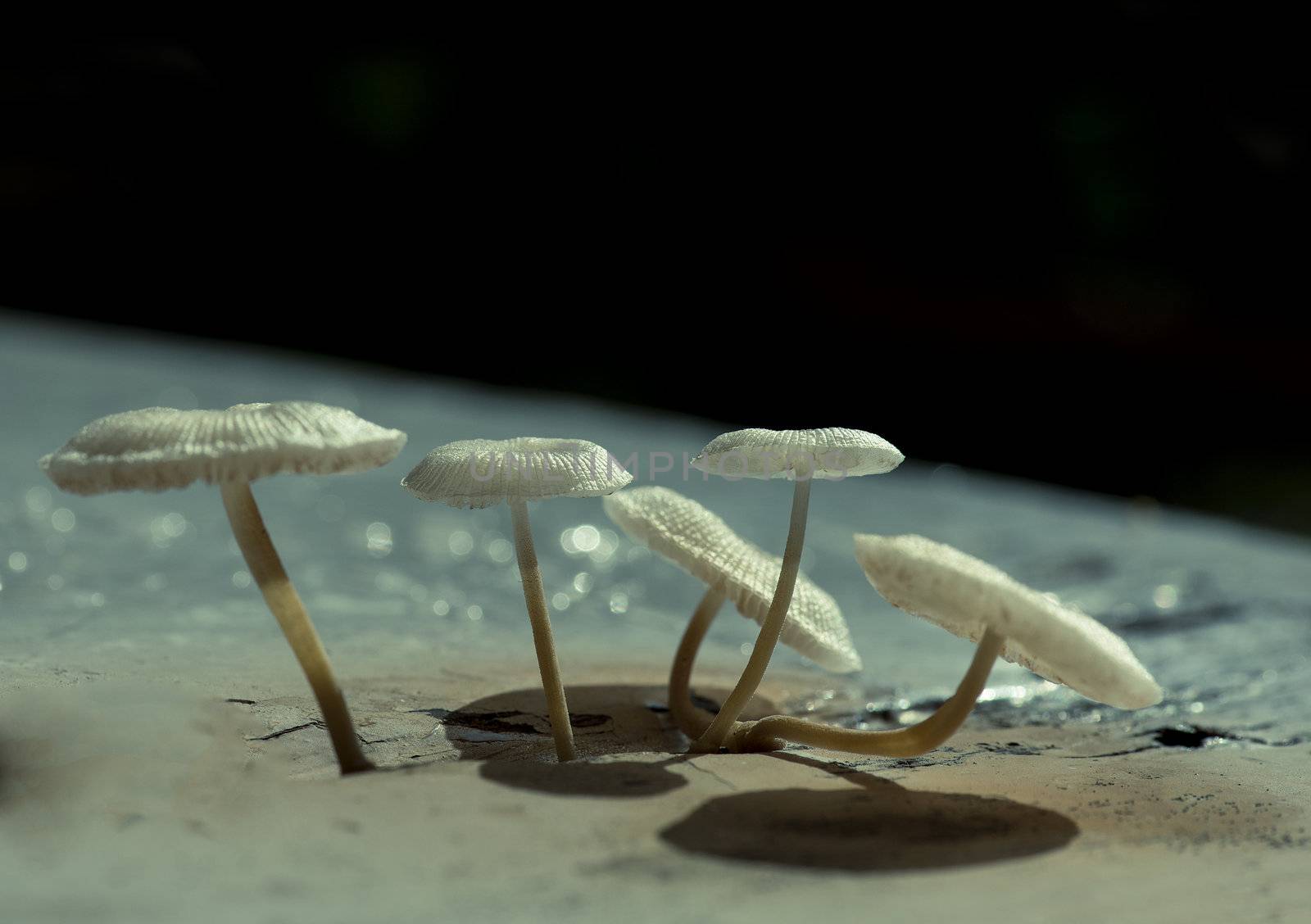 wild mushroom growing over a stool in autumn