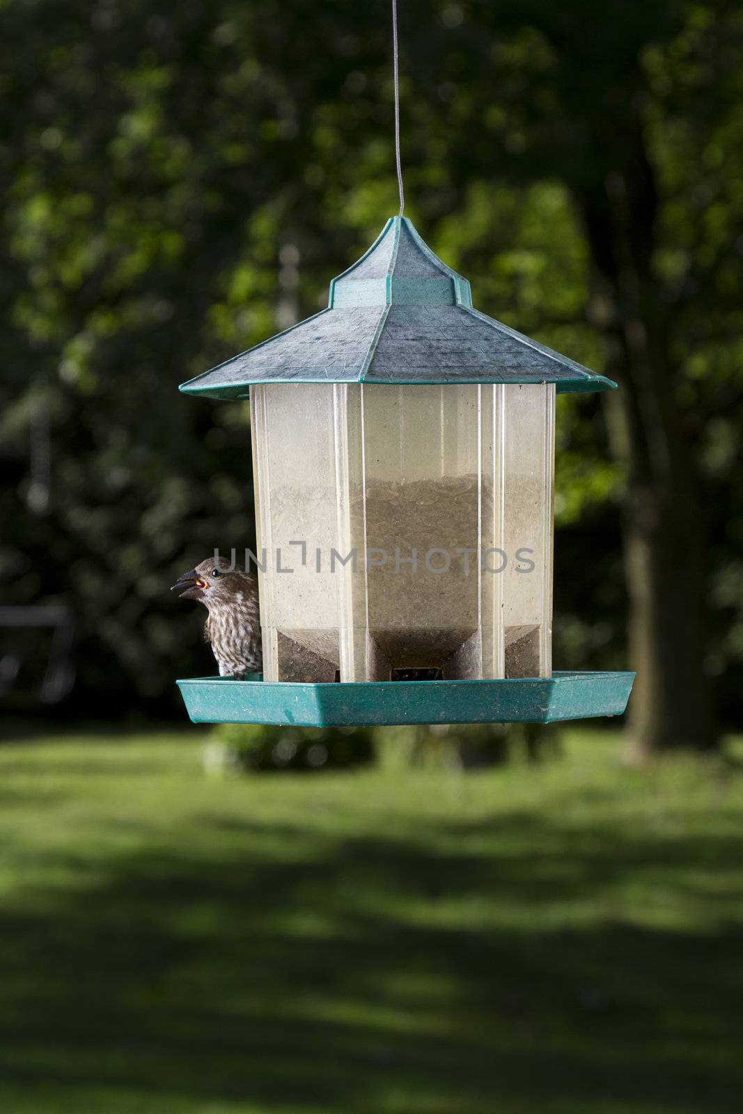 small female purple hidding behind bird feeder with a flowerseed in her beak