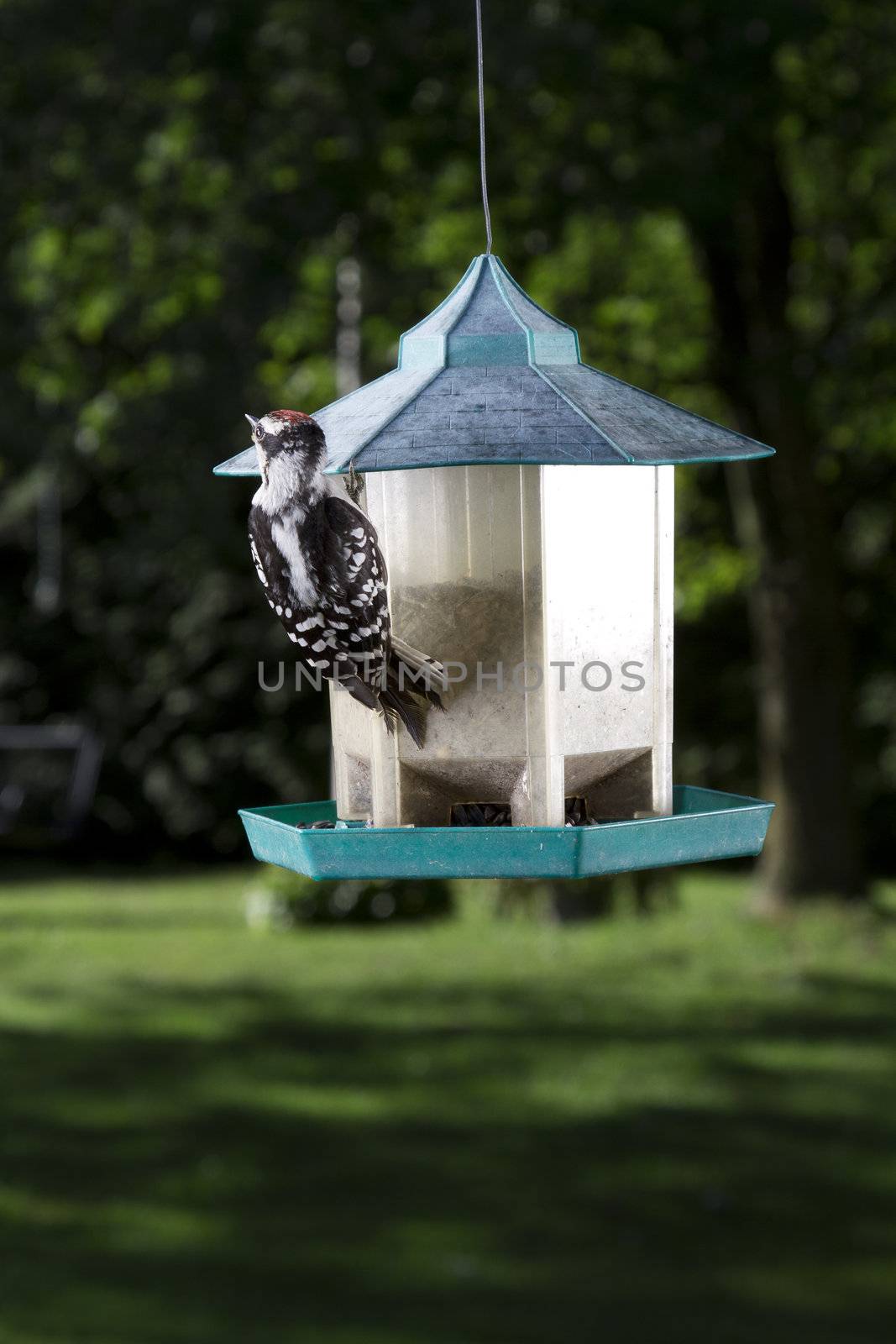 Woodpecker hanging on the roof of a bird feeder