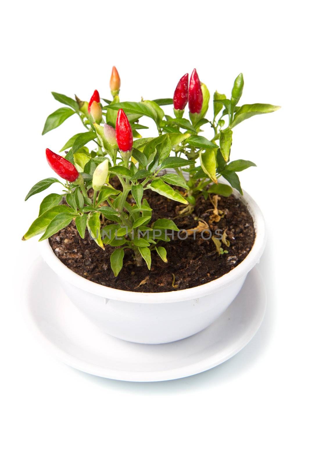 plant peppers