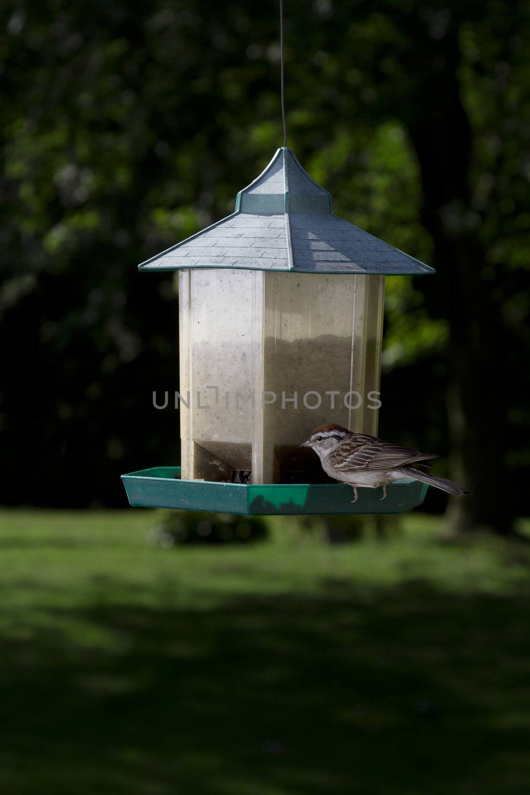 Chipping Sparrow on bird feeder