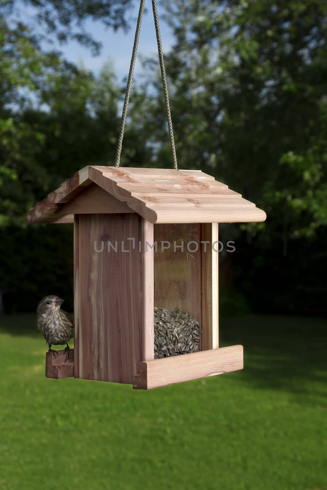 small female purple finch on the side of bird feeder