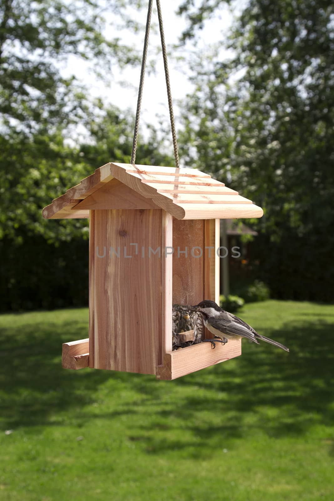 Black-capped Chickadee on a bird feeder, with a seed in her beak