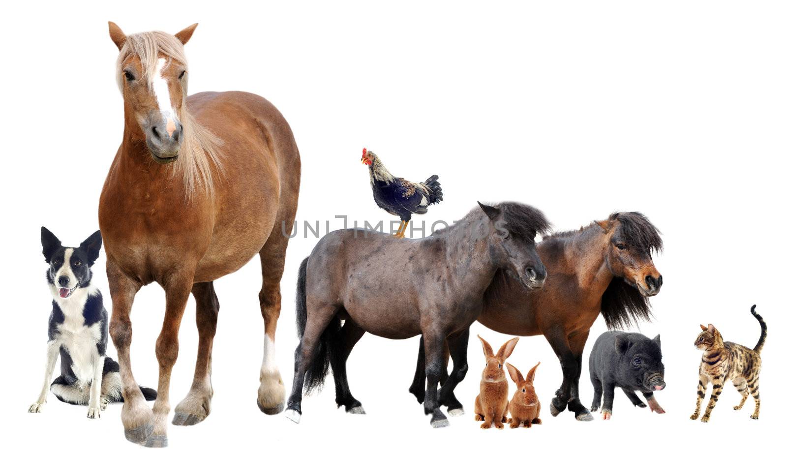 group of farm animals in front of white background
