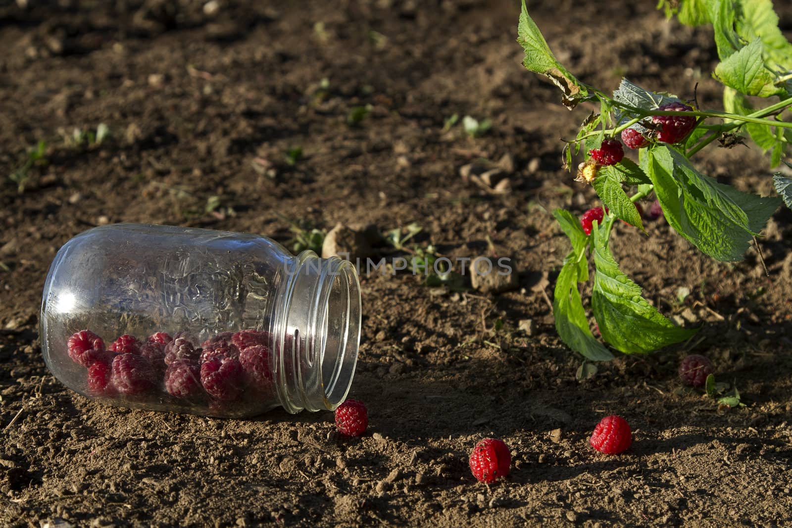 raspberrie in a jar, on the ground and in the bush
