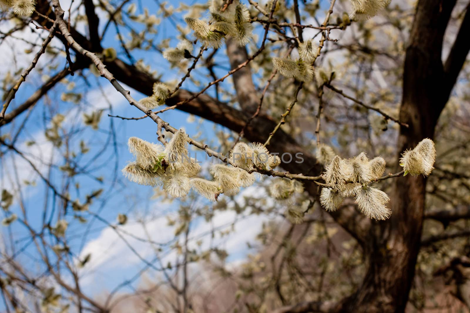 A blooming willow in the spring forest
