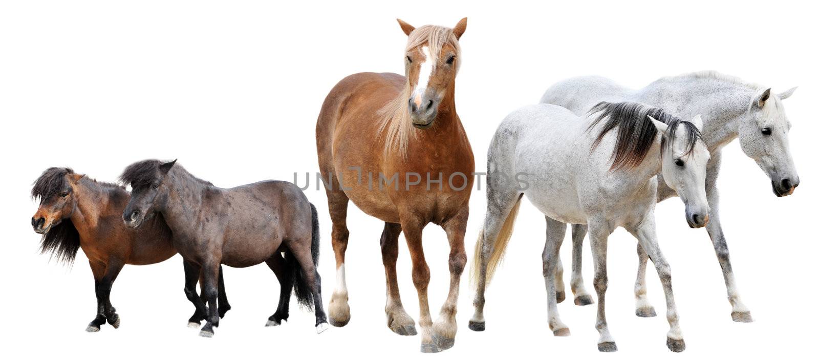 horses and two ponies in front of white background