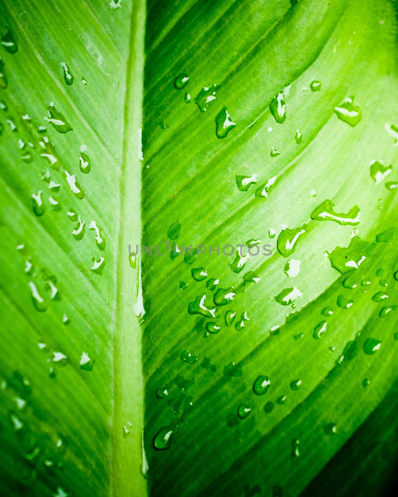 Closeup of water drops on fresh green leaf