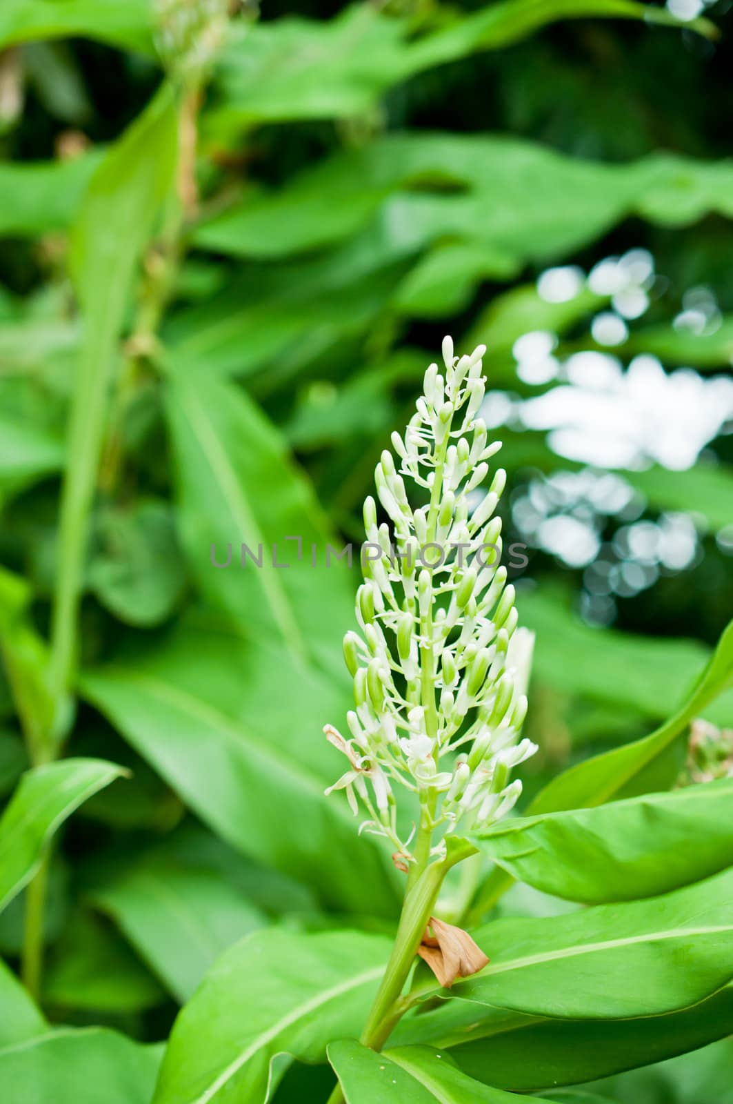 Flower of Galangal oil