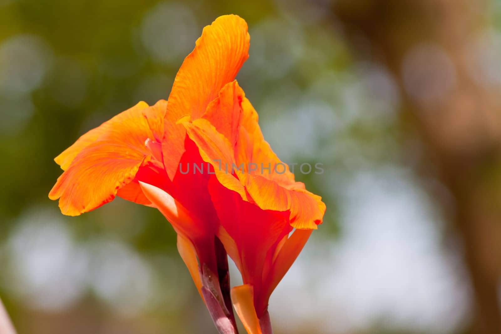 canna flower by nikky1972