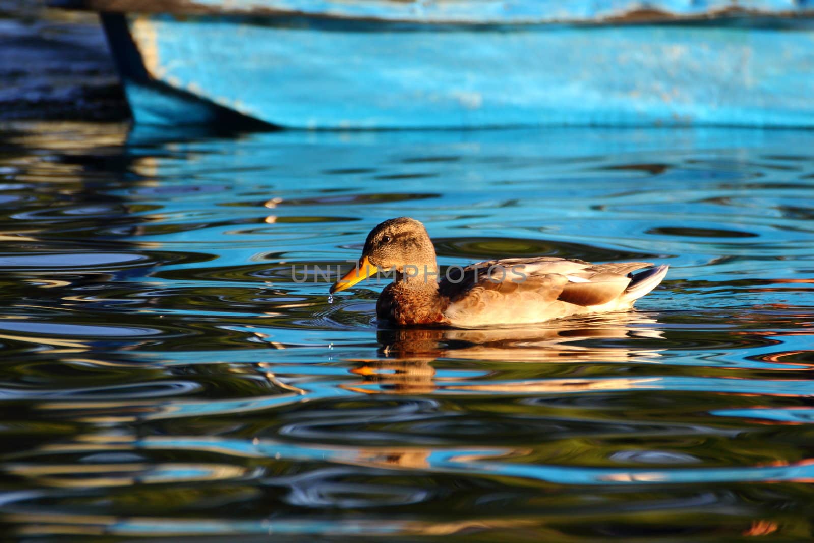 young mallard duck (anas platyrhynchos) swimming near a blue boat