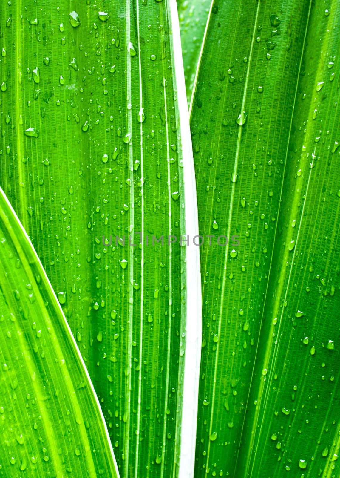 Macro of water drops on fresh green leaf