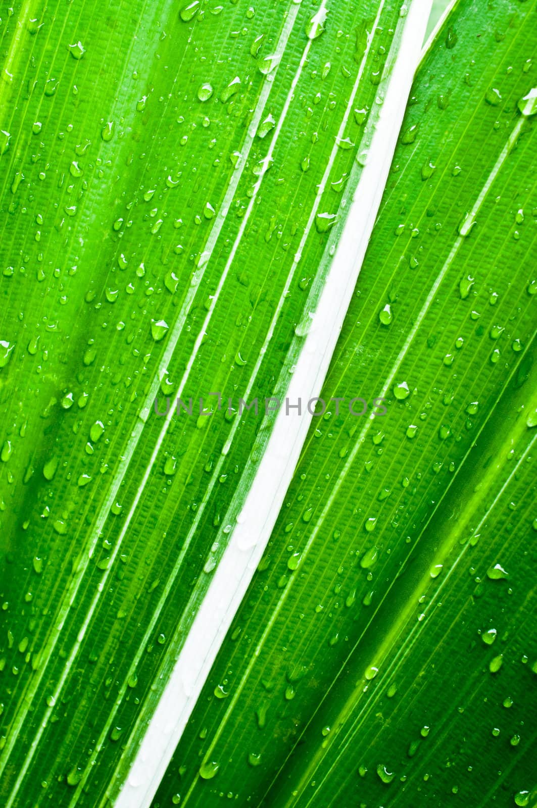 Macro of water drops on fresh green leaf