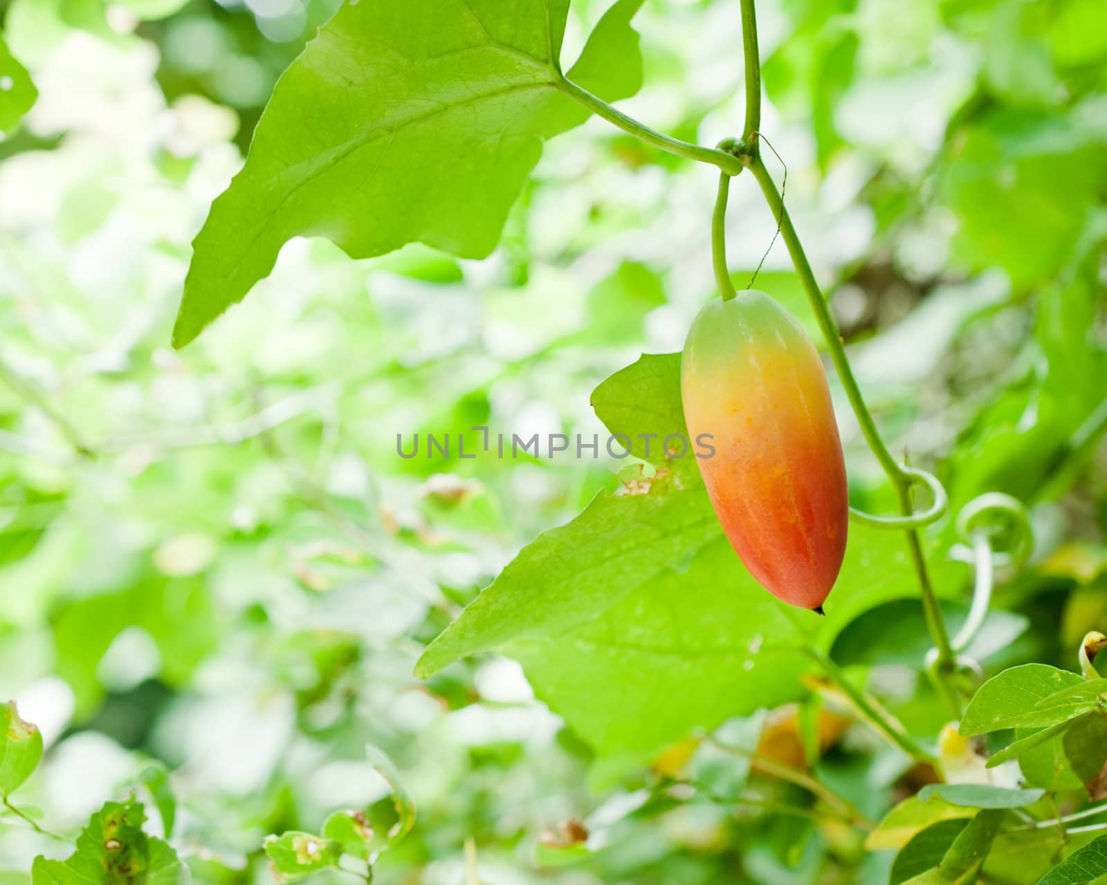 Seed of Gourd (Coccinia grandis) closeup detail