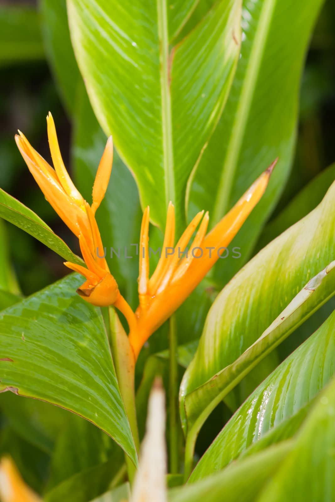 canna flower by nikky1972