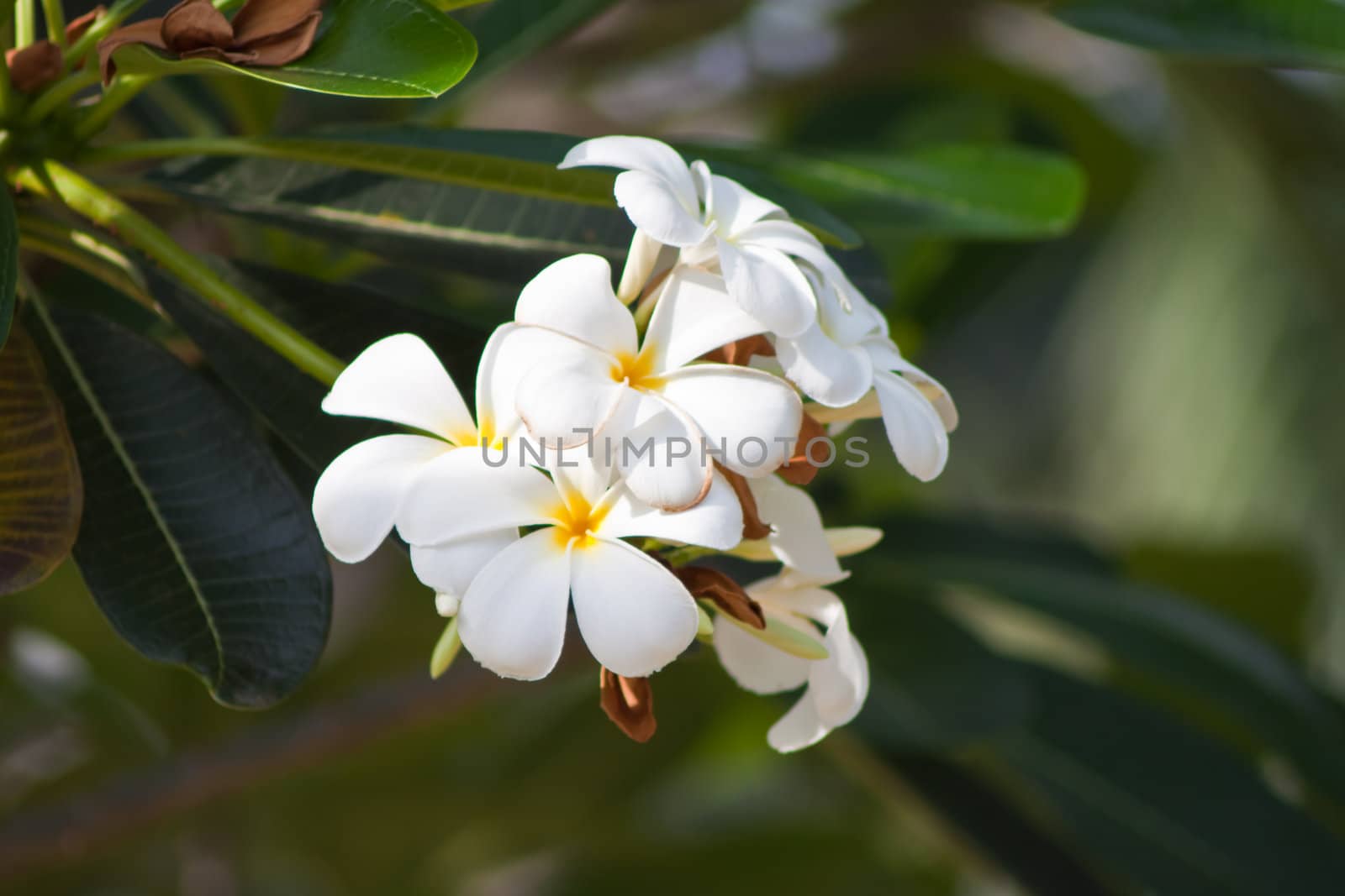 Branch of tropical flowers frangipani (plumeria)  by nikky1972