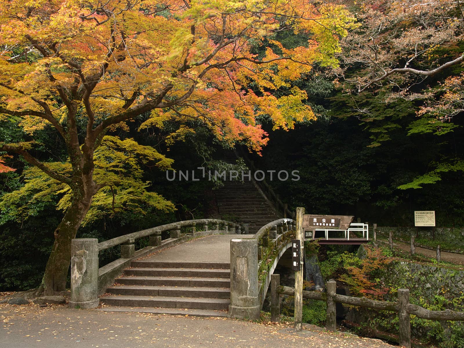 Colorful maple and the bridge in autumn