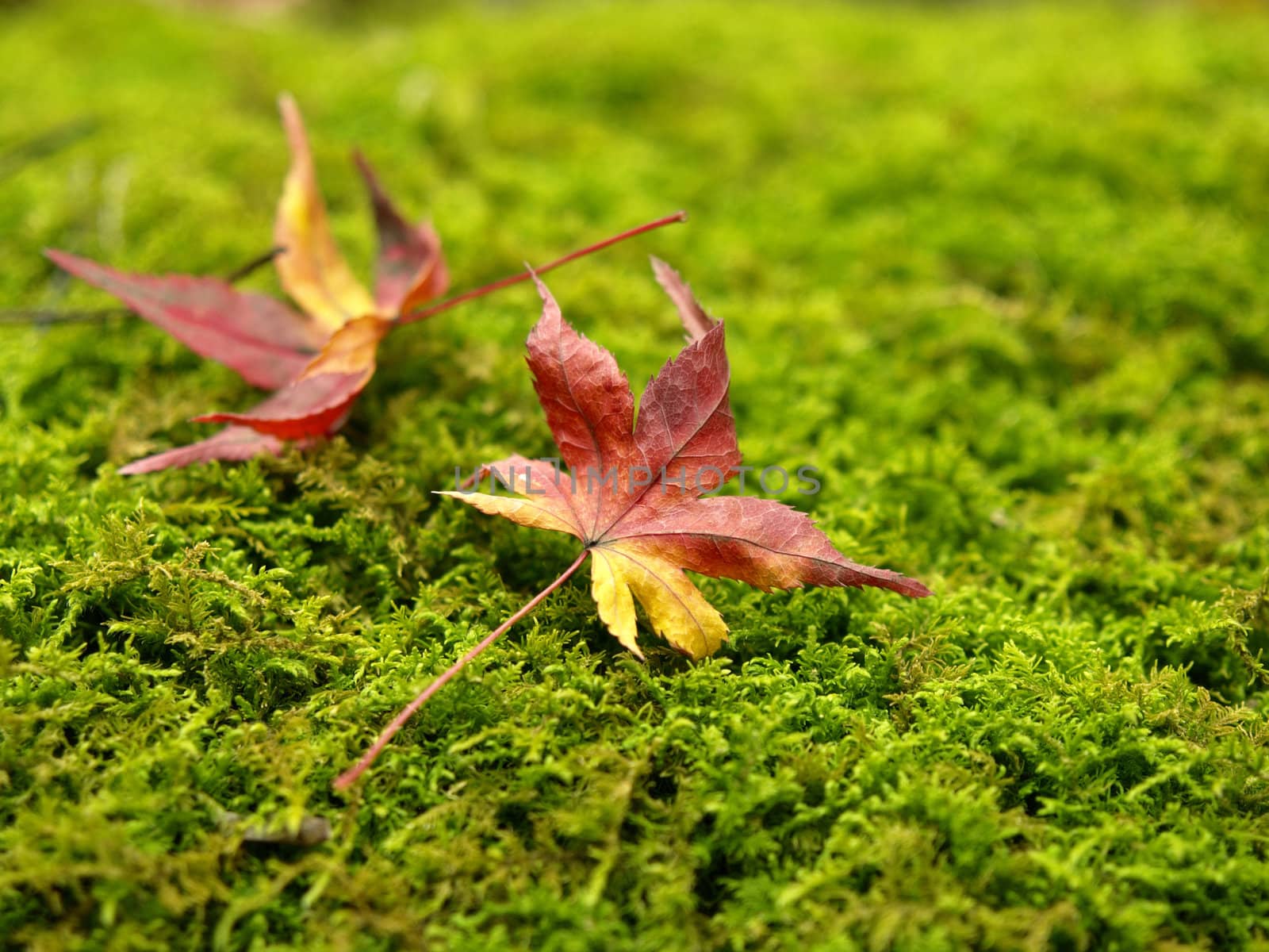 Couple of dried maple leaves on the green moss in autumn