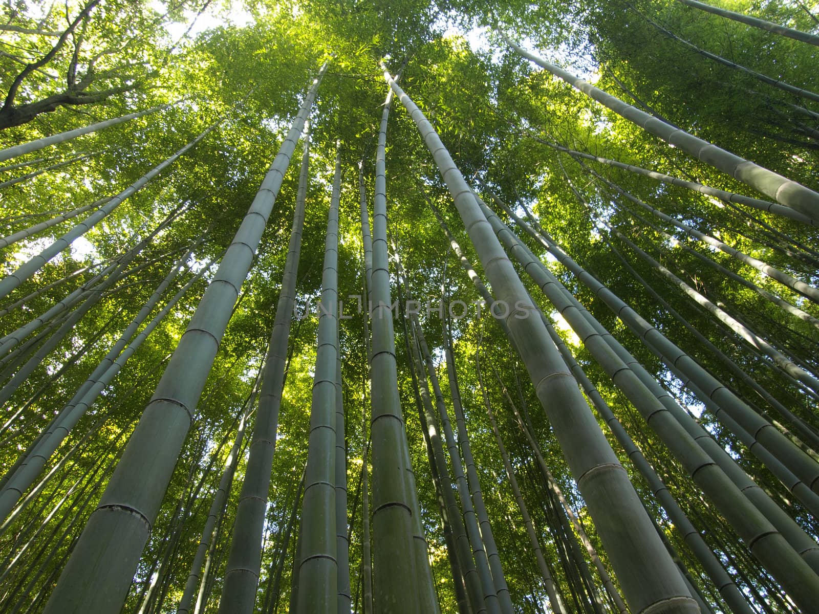 Bamboo forest at Arashiyama, Kyoto